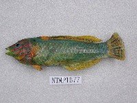 藏品(雲斑海豬魚)的圖片